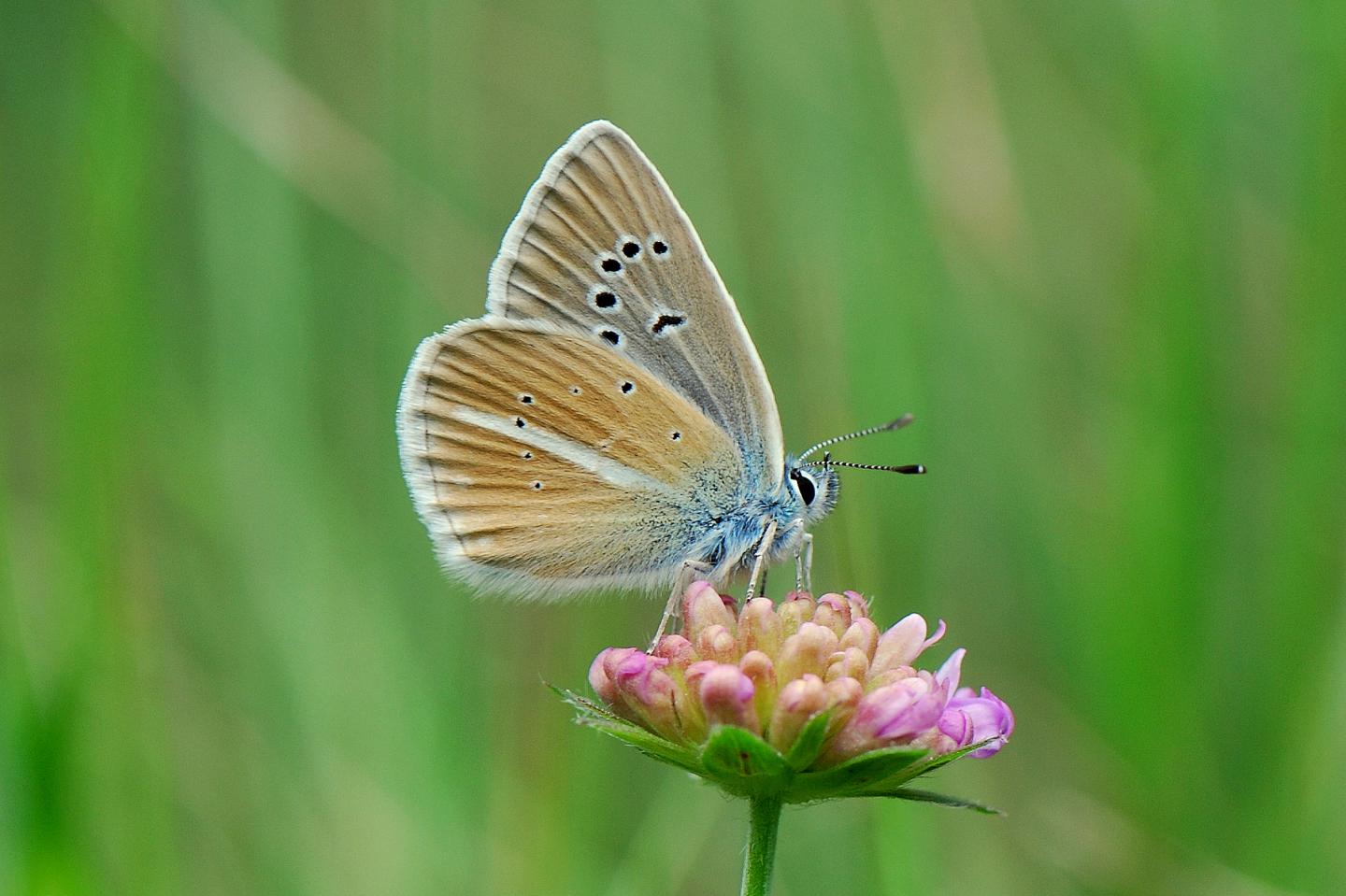 Polyommatus damon