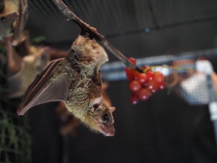 Egyptian fruit bat