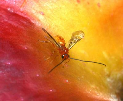 Male Diachasma Alloeum on an Apple