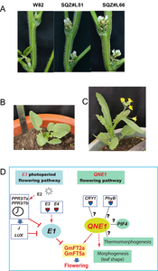 The functional confirmation and model of QNE1, a key flowering regulator determining the length of the vegetative period in soybean cultivars.