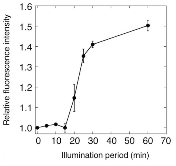 Monitoring of Photosynthetic Oxygen Production in Cyanobacteria Using ANA Sensor