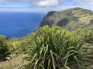 New Zealand flax on St Helena