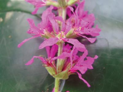 Purple Loosestrife