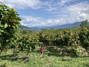 Cacao Agroforestry in Peru