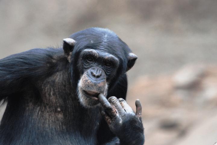 Chimpanzee Lome