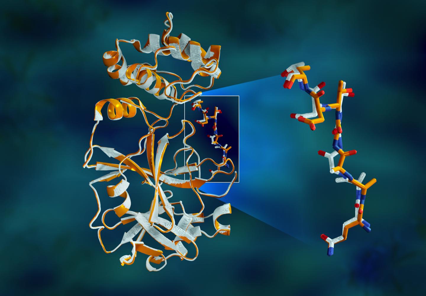 SARS-CoV-2 main protease