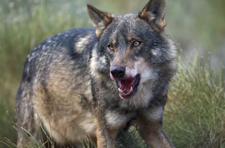 Mad Cow Disease Changed the Diet of the Galician Wolf