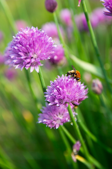Bees  and chives