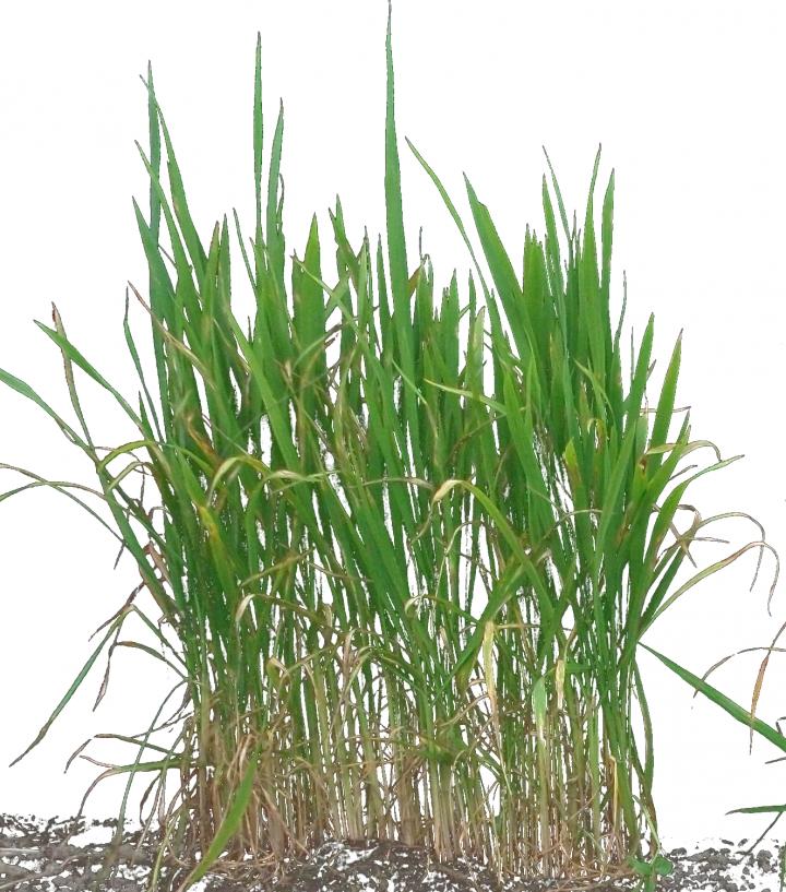 Rice Plant