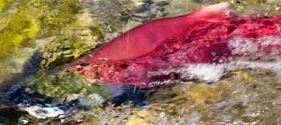 Sockeye Salmon