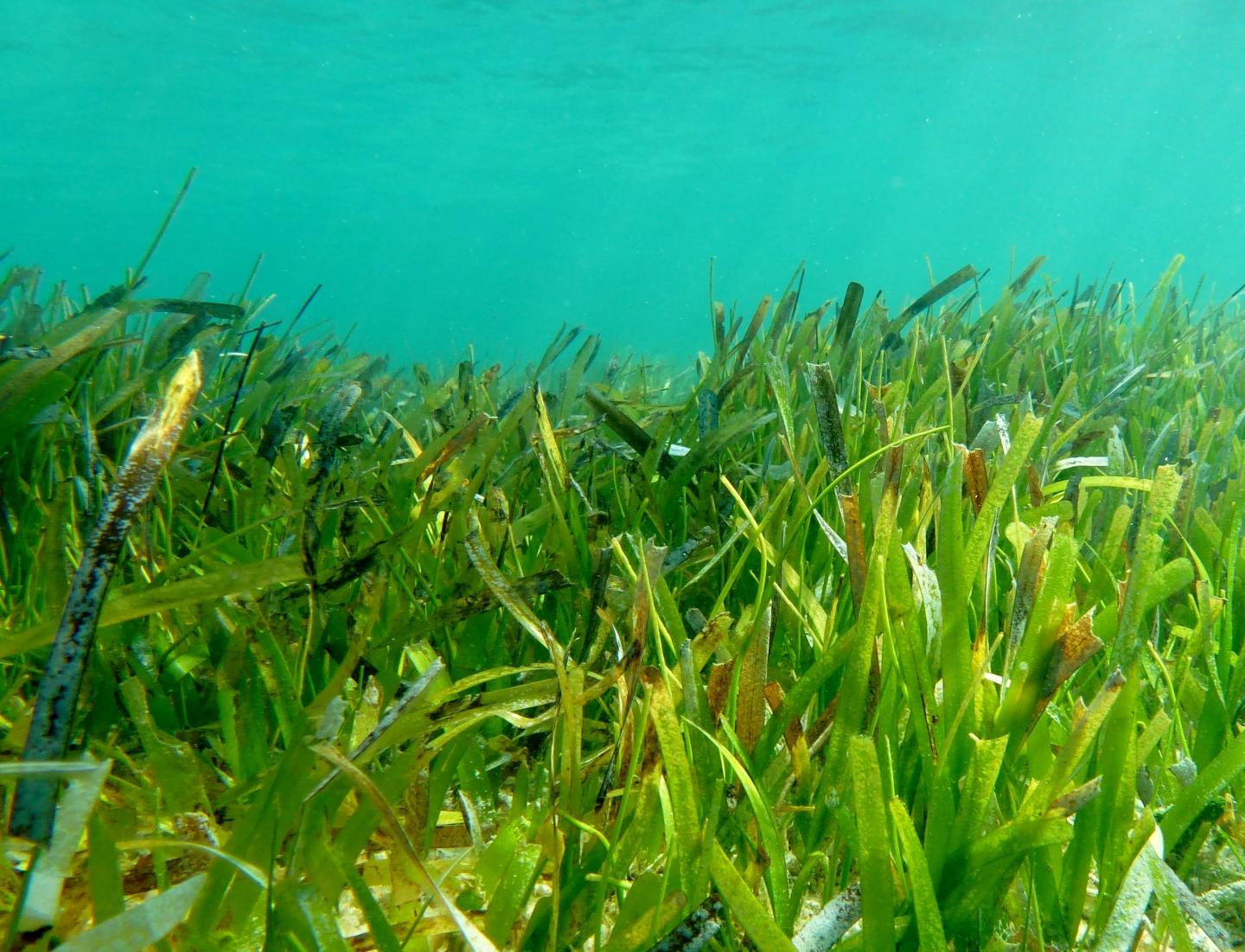 Seagrass Meadows in the Vast Indonesian Archipelago