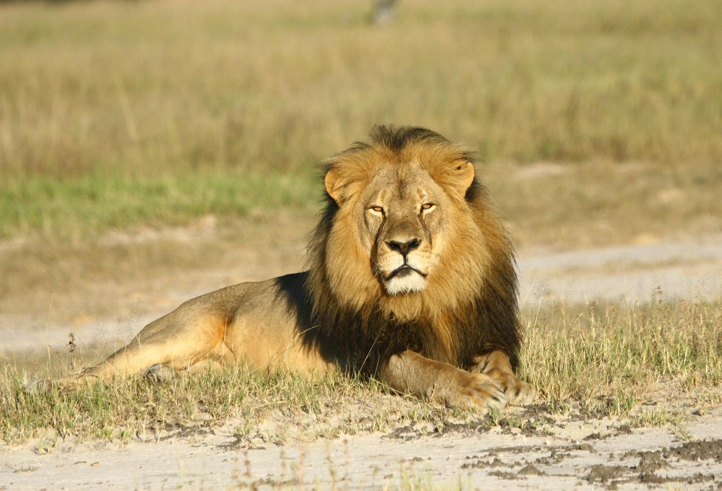 African Lion Cecil