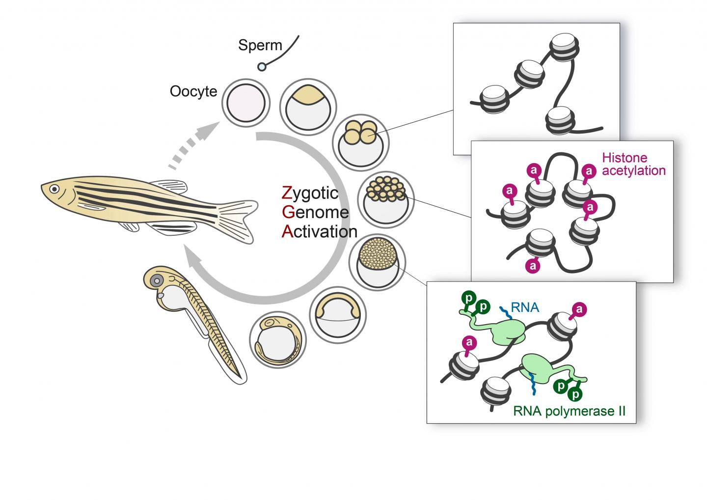 Figure 1 Histone H3K27 Acetylation Precedes Active Transcription during Zygotic Genome Activation