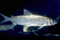 European Whitefish from Lake Constance