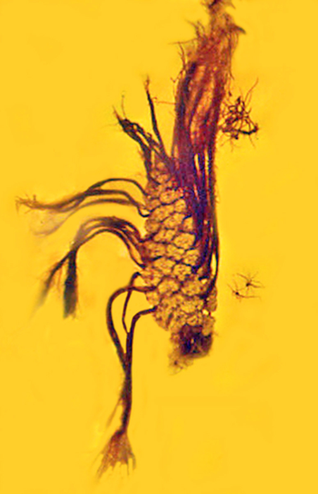 germinating pine cone