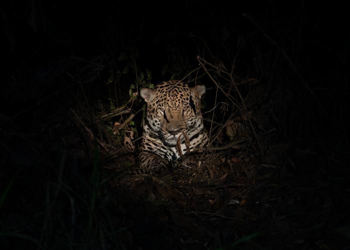 Male jaguar, Imama, in a trap