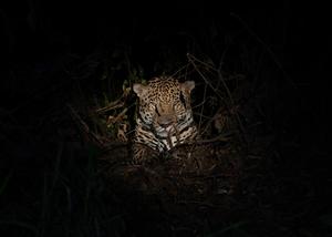 Male jaguar, Imama, in a trap