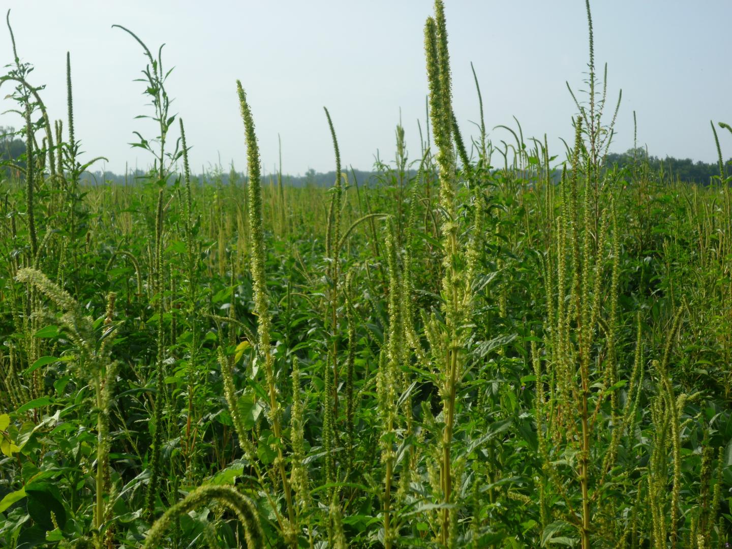 Palmer Amaranth