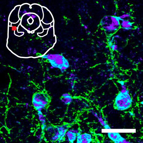 Neurons in the Brainstem Activated by Optogenetics