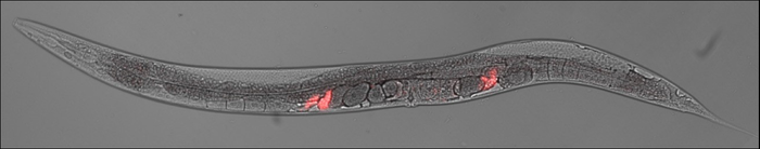 Hermaphrodites of the nematode C. elegans after mating with a male. The male’s sperm is fluorescent (in red), allowing insemination evens to be detected.