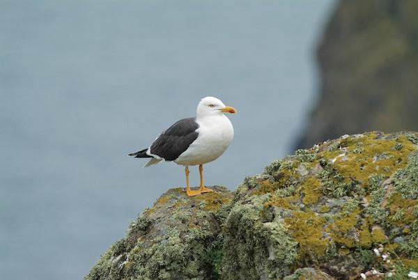 Gull Image