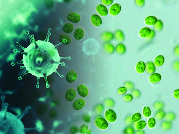 Green single cell overlaid with an artist's depiction of the coronavirus