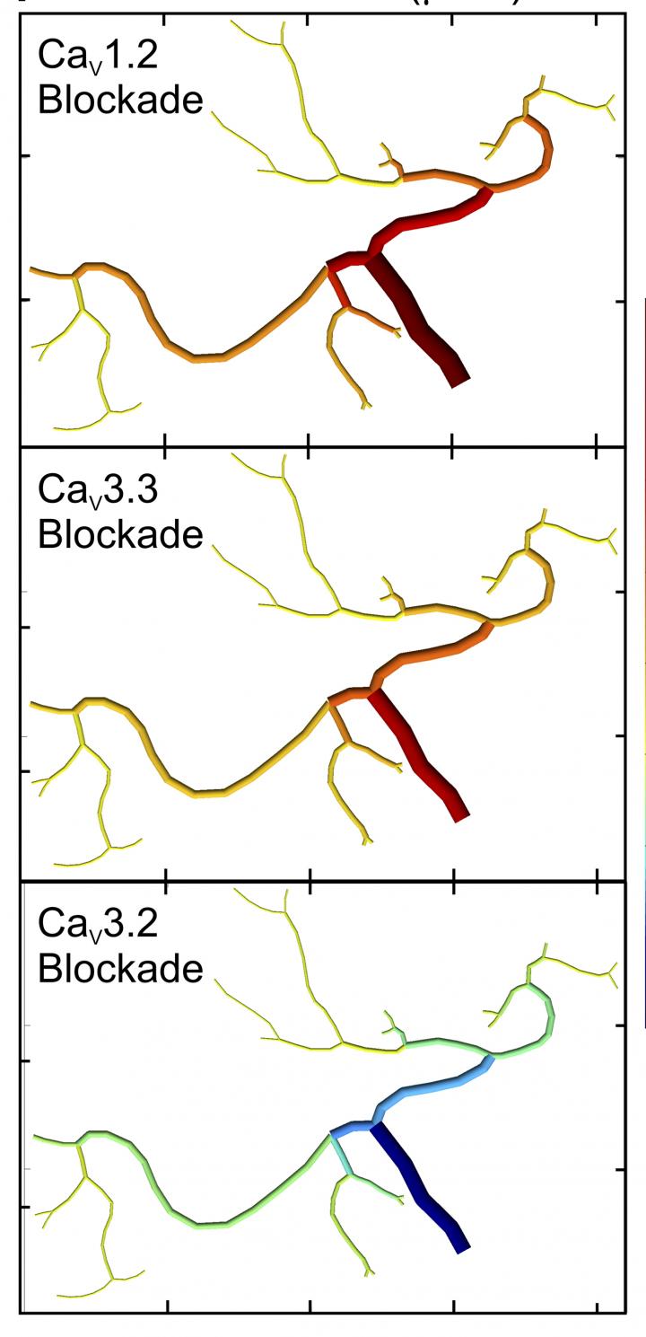 Calcium Channels Control Blood Flow to Brain