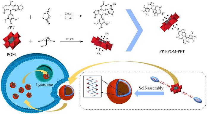 Schematic diagram of PPT-POM-PPT compound synthesis route and its self-assembly vesicles in cancer therapy