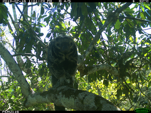 Saki monkey on natural bridge