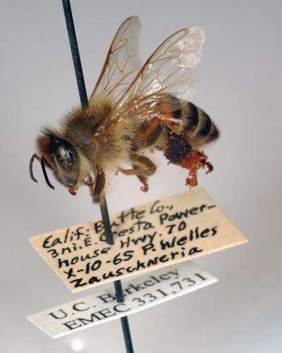 Bee from Essig Museum Collection
