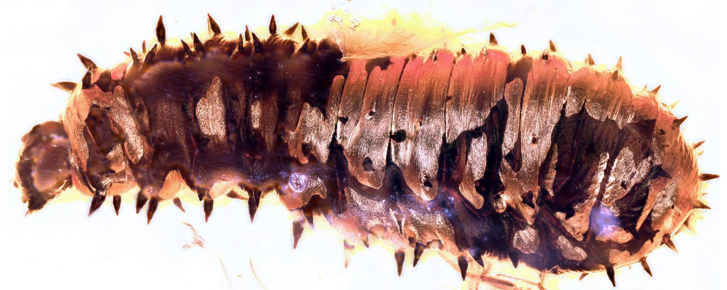 The Newly Discovered Larva <em>Dinobibio Hoffeinseorum</em>