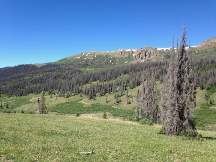 Trees Killed by Bark Beetles