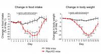 Daily Change in Food Intake and in Body Weights of WT and KO Mice Fed HF/HSD for 14 Weeks upon Daily