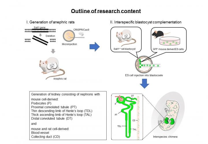 Outline of Research Content