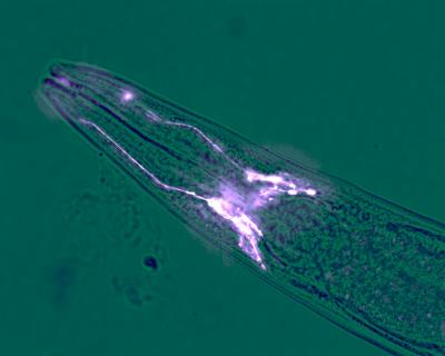 Four Glial Cells Boost Lifespan in Roundworm