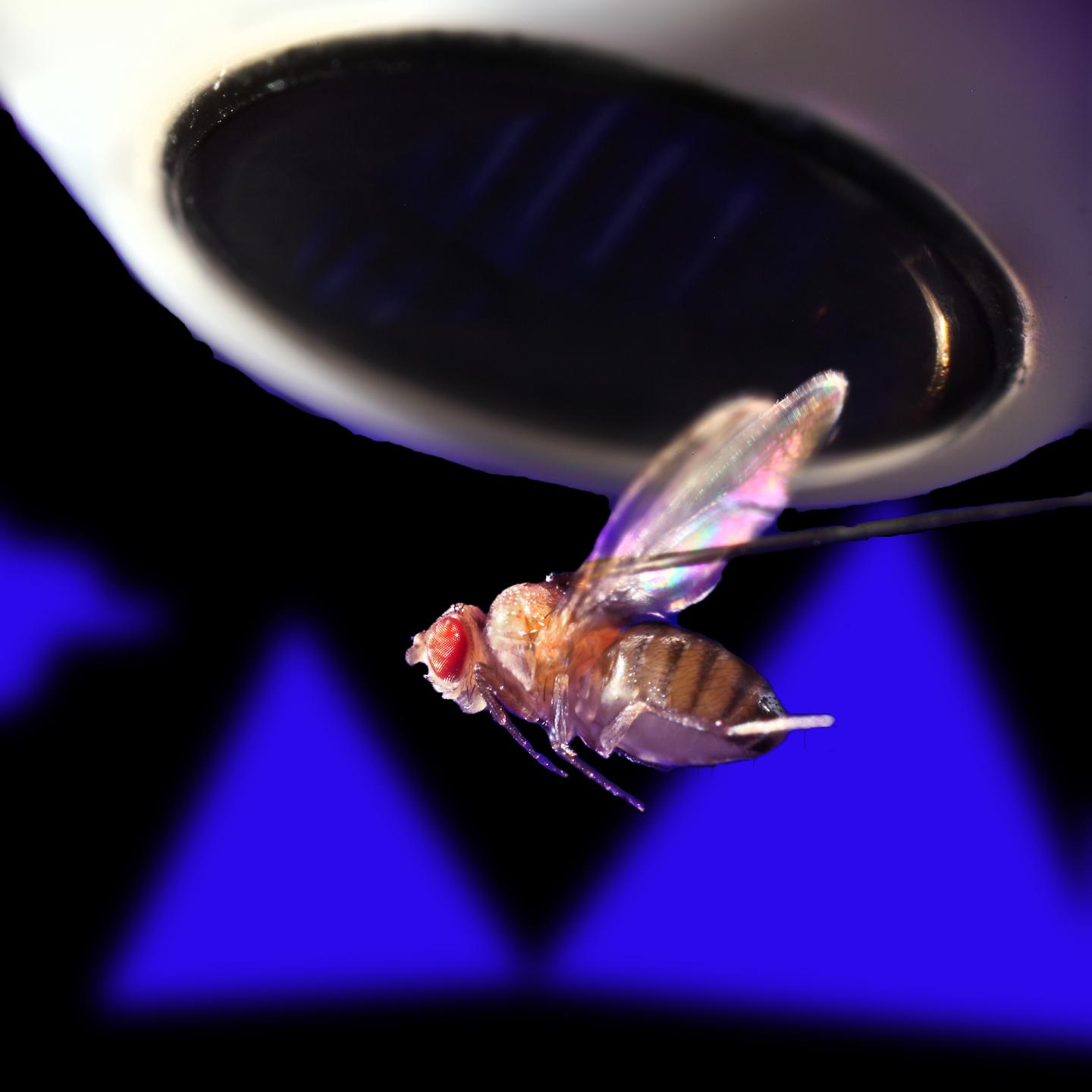 Tethered Fruit Fly