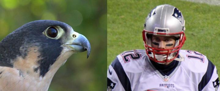 Peregrine Falcon and Tom Brady