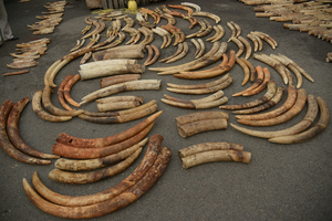 Tusks from 2015 Singapore ivory seizure