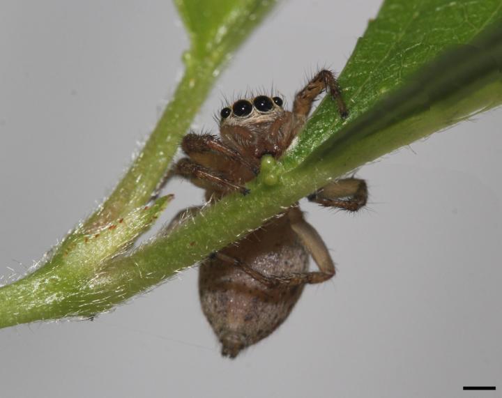 Adult Female Jumping Spider <em>Maevia</em>