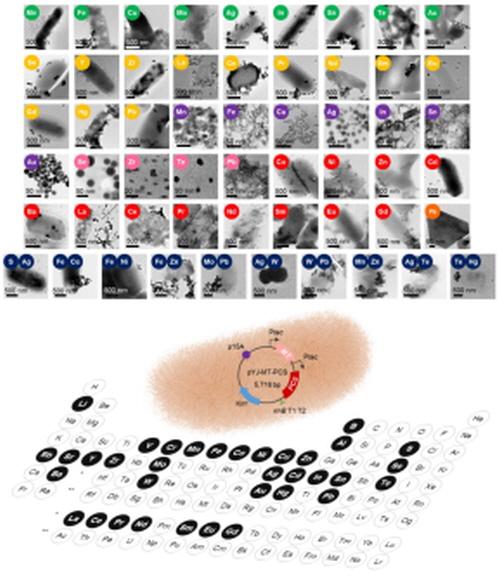 Figure The Biosynthesis of Diverse Nanomaterials using Recombiant <i>E. coli</i>