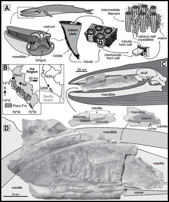 Main Baleen Features of an Extant Rorqual, at Different Scales