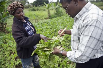 Kale Growers in Kenya