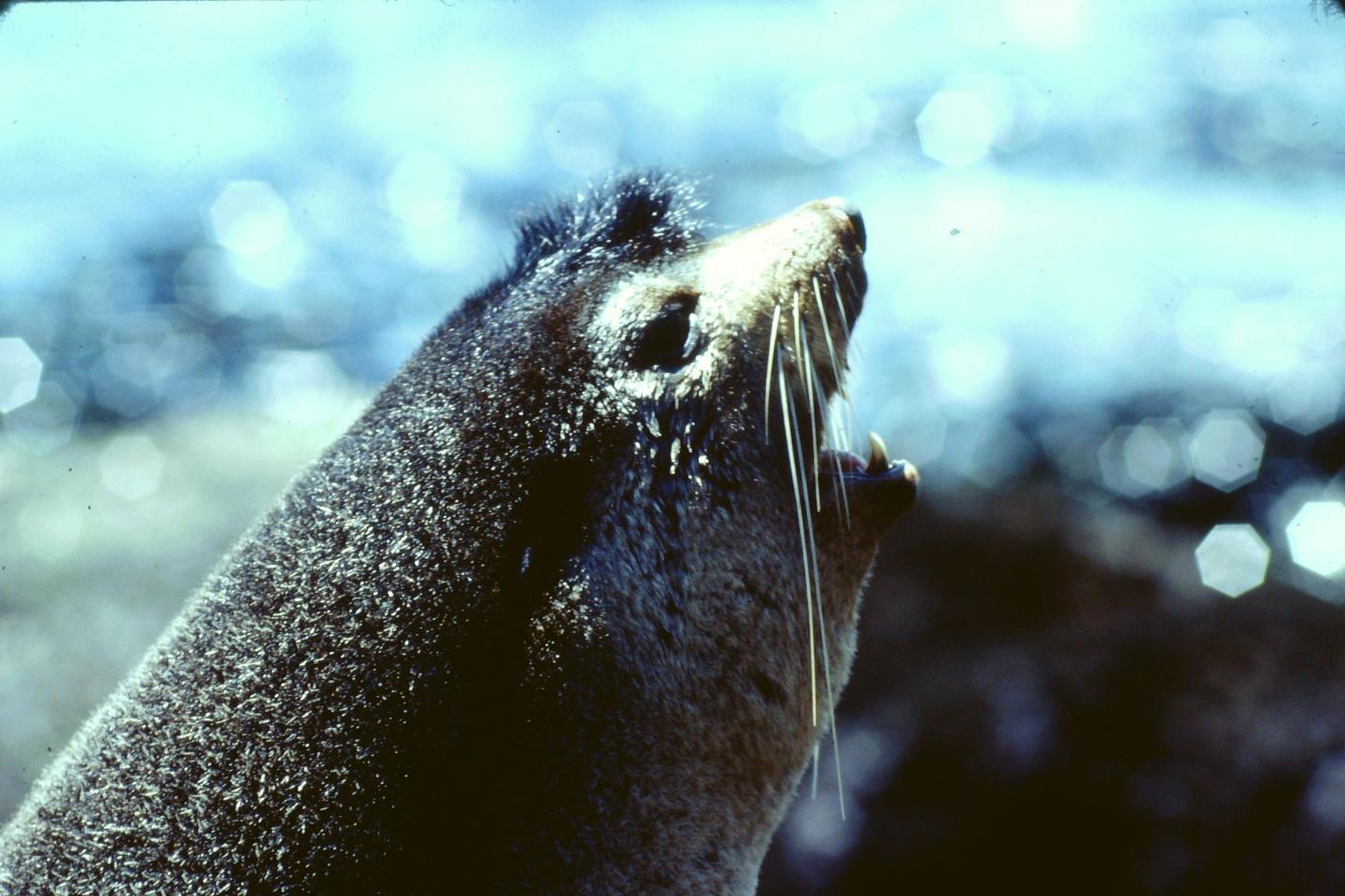 Antarctic Fur Seal