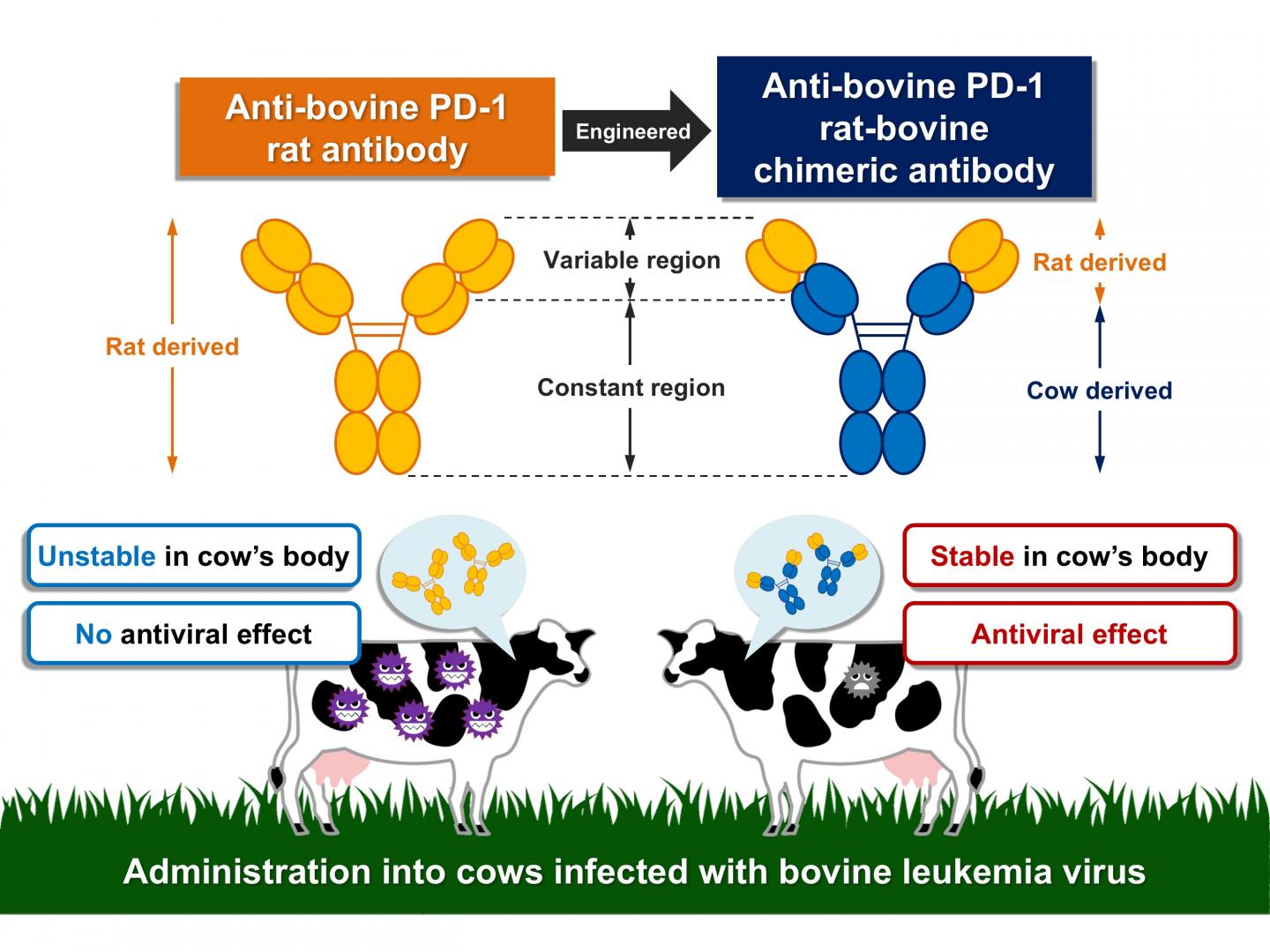 A Newly Developed Chimeric Antibody