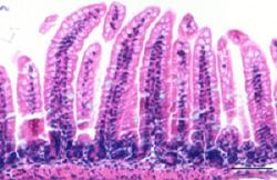 Tissue from a Healthy Mouse Intestine