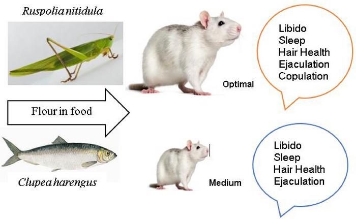 Comparative Health Effects of Ruspolia nitidula and Clupea harengus Meals on Rats.