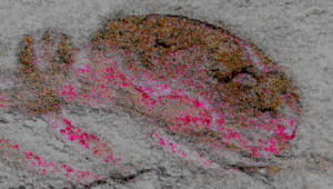 Fossilized head and brain (magenta) of Cardiodictyon catenulum