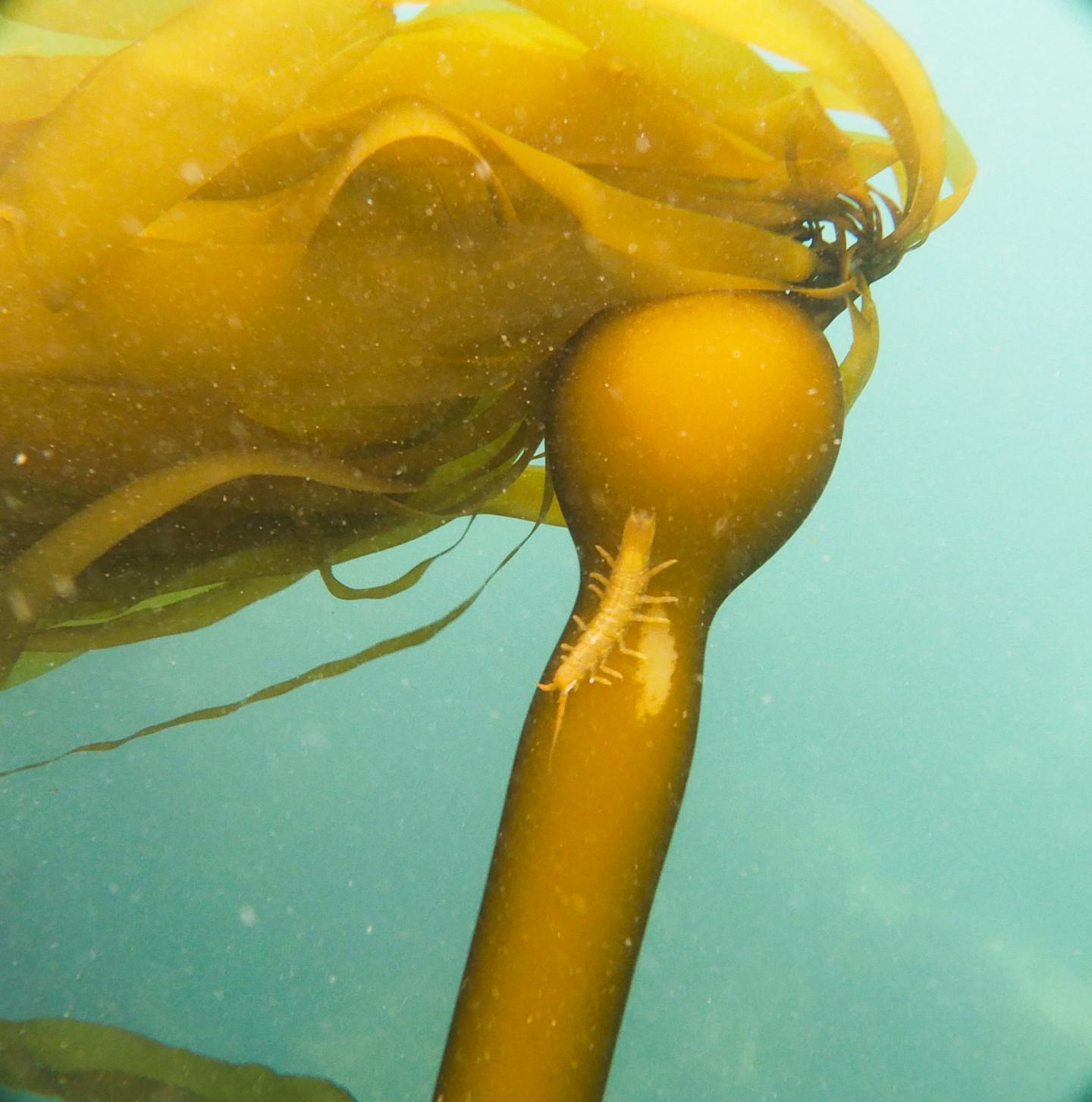 Bull Kelp