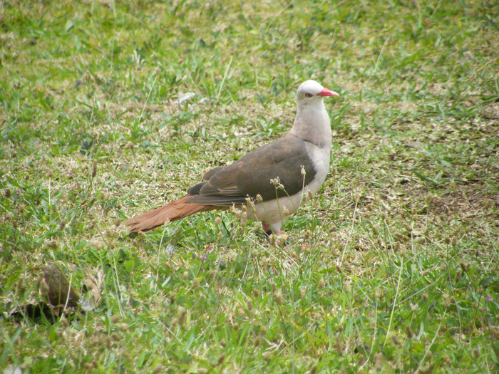 Pink pigeon