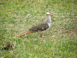 Pink pigeon